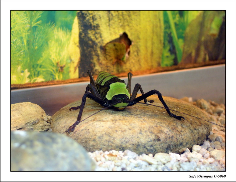 2005 - 08 - KUL - parc animalier  - 18.JPG